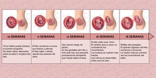Ya la madre puede hacerse
la primera ecografía.
Se darán datos relevantes
sobre la salud y longitud del
feto.
El feto comienza a mover
sus brazos y piernas.
El feto salta u rebota
usando las pareces del
útero.
Hay menos riesgo de
aborto.
En los genitales del niño o
niña solo hay una pequeña
protuberancia semejante
que impide saber el sexo.
El feto mide unos 14cm.
El cerebro poco a poco va
controlando los
movimientos.
Los huesos se vuelven mas
fuertes.
Las manos se desarrollan
antes que los pies.
Reflejo del parpadeo.
El aparato digestivo del feto
comienza a funcionar.
La madre nota por primera
vez los movimientos del
bebe.
10 SEMANAS 11 SEMANAS 12 SEMANAS 16 SEMANAS 18 SEMANAS
 