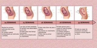Recibe los primero
estímulos del mundo
exterior.
Su cerebro estará
bombardeado por estímulos
y señales.
Los ojos ya tiene pestañas.
El sentido mas desarrollado
es el oído.
El bebe pasa mas tiempo
durmiendo.
El feto ya se prepara para
su nacimiento
El feto mide 25cm de pies a
cabeza.
Se produce un crecimiento
espectacular.
El feto crea su primer
recuerdo.
El bebe ganara peso y
creara su capa de grasa
debajo de la piel.
La corteza cerebral a
madurado lo suficiente
como para albergar los
conocimientos.
El bebe es capaz de
reconocer una pieza
musical e incluso seguirá
su ritmo.
24 SEMANAS 25 SEMANAS 26 SEMANAS 28 SEMANAS 33 SEMANAS
 