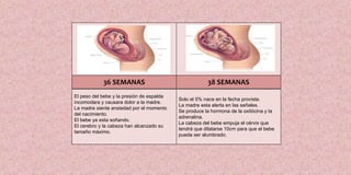 El peso del bebe y la presión de espalda
incomodara y causara dolor a la madre.
La madre siente ansiedad por el momento
del nacimiento.
El bebe ya esta soñando.
El cerebro y la cabeza han alcanzado su
tamaño máximo.
Solo el 5% nace en la fecha provista.
La madre esta alerta en las señales.
Se produce la hormona de la oxitócina y la
adrenalina.
La cabeza del bebe empuja el cérvix que
tendrá que dilatarse 10cm para que el bebe
pueda ser alumbrado.
36 SEMANAS 38 SEMANAS
 