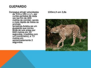 GUEPARDO
Consegue atingir velocidades   100km/h em 3,8s
   de 115 a 120 km/h, por
   curtos períodos de cada
   vez (ao fim de 400
   metros de corrida), sendo
   o mais rápido de todos os
   animais
   terrestres.Avistou-se um
   guepardo que correu
   atrás de sua presa por
   640 metros em 20
   segundos, (medidos com
   um cronômetro), e 73
   metros em
   aproximadamente 2
   segundos.
 