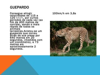 GUEPARDO
Consegue atingir           100km/h em 3,8s
velocidades de 115 a
120 km/h, por cur tos
períodos de cada vez (ao
fim de 400 metros de
corrida), sendo o mais
rápido de todos os
animais
terrestres.Avistou-se um
guepardo que correu
atrás de sua presa por
640 metros em 20
segundos, (medidos com
um cronômetro), e 73
metros em
aproximadamente 2
segundos.
 