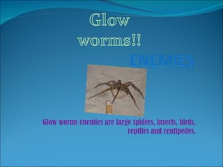 Glow worms enemies are large spiders, insects, birds, reptiles and centipedes. 