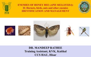 ENEMIES OF HONEY BEE (APIS MELLIFERA):
II: Hornets, birds, ants and other enemies
IDENTIFICATION AND MANAGEMENT
DR. MANDEEP RATHEE
Training Assistant, KVK, Kaithal
CCS HAU, Hisar
 