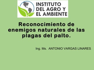 Ing. Ms. ANTONIO VARGAS LINARES.
Reconocimiento de
enemigos naturales de las
plagas del palto.
 