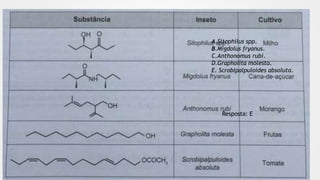 A.Sitophilus spp.
B.Migdolus fryanus.
C.Anthonomus rubi.
D.Grapholita molesta.
E. Scrobipalpuloides absoluta.
Resposta: E
 