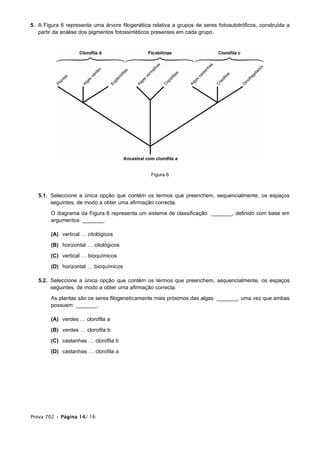 5. A Figura 6 representa uma árvore filogenética relativa a grupos de seres fotoautotróficos, construída a
partir da análise dos pigmentos fotossintéticos presentes em cada grupo.
Figura 6
5.1. Seleccione a única opção que contém os termos que preenchem, sequencialmente, os espaços
seguintes, de modo a obter uma afirmação correcta.
O diagrama da Figura 6 representa um sistema de classificação _______, definido com base em
argumentos _______.
(A) vertical … citológicos
(B) horizontal … citológicos
(C) vertical … bioquímicos
(D) horizontal … bioquímicos
5.2. Seleccione a única opção que contém os termos que preenchem, sequencialmente, os espaços
seguintes, de modo a obter uma afirmação correcta.
As plantas são os seres filogeneticamente mais próximos das algas _______, uma vez que ambas
possuem _______.
(A) verdes … clorofila a
(B) verdes … clorofila b
(C) castanhas … clorofila b
(D) castanhas … clorofila a
Prova 702 • Página 14/ 16
 