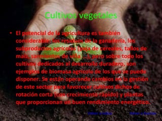 Cultivos vegetales El potencial de la agricultura es también considerable: los residuos de la ganadería, los subproductos agrícolas (paja de cereales, tallos de maíz, sarmientos de viña ...), pero sobre todo los cultivos dedicados al desarrollo duradero, son ejemplos de biomasa agrícola de los que se puede disponer. Se están operando cambios en la gestión de este sector para favorecer cultivos dichos de rotación corta (con crecimiento rápido) y plantas que proporcionan un buen rendimiento energético. Volver a índice    Volver a fuentes   