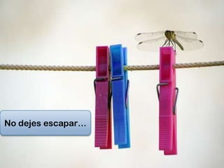 No dejes escapar…