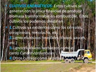 • CULTIVOS ENERGÉTICOS: Estos cultivos se
generan con la única finalidad de producir
biomasa transformable en combustible. Estos
cultivos los podemos dividir en :
• 1.Cultivos ya existentes como los cereales,
oleaginosas, remolacha, etc.;
2.Lignocelulósicos forestales (chopo, sauces,
etc.)
3.Lignocelulósicos herbáceos como el
cardo Cynara cardunculus
4.Otros cultivos como la pataca

 