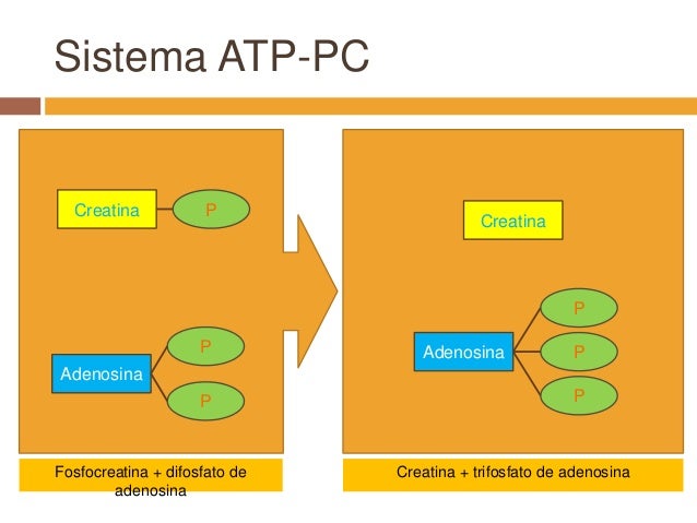 atp pc resynthesis Factors affecting the rate of phosphocreatine resynthesis following intense three energy systems contribute to the resynthesis of atp via tullson pc, terjung. atp pc resynthesis Factors affecting the rate of phosphocreatine resynthesis following intense three energy systems contribute to the resynthesis of atp via tullson pc, terjung.