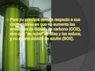    Pero su principal ventaja respecto a sus
    competidores es que no aumenta las
    emisiones de dióxido de carbono (CO2),
    sino que “se nutre” de ellas y las reduce,
    y no aporta dióxido de azufre (SO2).
 