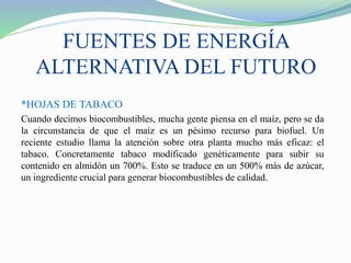 FUENTES DE ENERGÍA
ALTERNATIVA DEL FUTURO
*HOJAS DE TABACO
Cuando decimos biocombustibles, mucha gente piensa en el maíz, pero se da
la circunstancia de que el maíz es un pésimo recurso para biofuel. Un
reciente estudio llama la atención sobre otra planta mucho más eficaz: el
tabaco. Concretamente tabaco modificado genéticamente para subir su
contenido en almidón un 700%. Esto se traduce en un 500% más de azúcar,
un ingrediente crucial para generar biocombustibles de calidad.
 