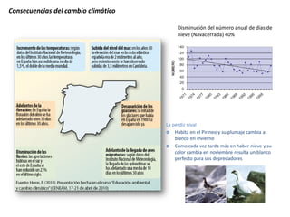 Consecuencias del cambio climático 
Disminución del número anual de días de 
nieve (Navacerrada) 40% 
La perdiz nival 
 Habita en el Pirineo y su plumaje cambia a 
blanco en invierno 
 Como cada vez tarda más en haber nieve y su 
color cambia en noviembre resulta un blanco 
perfecto para sus depredadores 
 