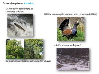 Hábitats de urogallo cada vez más reducidos (70%) 
Desaparición de bosques de castaños y hayas 
Disminución del número de salmones adultos 
¿Adiós al esquí en Pajares? 
Otros ejemplos en Asturias  