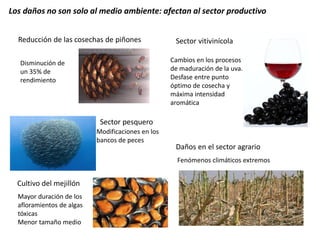 Sector vitivinícola 
Cultivo del mejillón 
Reducción de las cosechas de piñones 
Daños en el sector agrario 
Los daños no son solo al medio ambiente: afectan al sector productivo 
Disminución de un 35% de rendimiento 
Cambios en los procesos de maduración de la uva. Desfase entre punto óptimo de cosecha y máxima intensidad aromática 
Fenómenos climáticos extremos 
Sector pesquero 
Mayor duración de los afloramientos de algas tóxicas 
Menor tamaño medio 
Modificaciones en los bancos de peces  