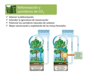 Detener la deforestación 
Extender la agricultura de conservación 
Potenciar los sumideros naturales de carbono 
Mejor conservación y explotación de las masas forestales 
Reforestación y sumideros de CO2  