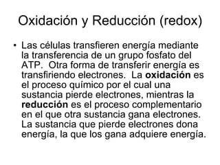 Oxidación y Reducción (redox) Las células transfieren energía mediante la transferencia de un grupo fosfato del ATP.  Otra forma de transferir energía es transfiriendo electrones.  La  oxidación  es el proceso químico por el cual una sustancia pierde electrones, mientras la  reducción  es el proceso complementario en el que otra sustancia gana electrones.  La sustancia que pierde electrones dona energía, la que los gana adquiere energía. 