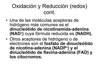Oxidación y Reducción (redox) cont. Una de las moléculas aceptoras de hidrógeno más comunes es el  dinucleótido de nicotinamida-adenina (NAD + )  cuya fórmula reducida es  (NADH). Otros aceptores de hidrógeno o de electrones son el  fosfato de dinucleótido de nicotina-adenina (NADP + ) y el dinucleótido de flavina-adenina (FAD) y los citocromos. 