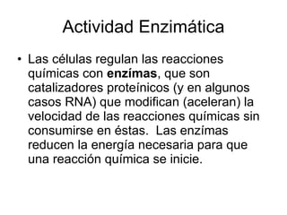 Actividad Enzimática Las células regulan las reacciones químicas con  enzímas , que son catalizadores proteínicos (y en algunos casos RNA) que modifican (aceleran) la velocidad de las reacciones químicas sin consumirse en éstas.  Las enzímas reducen la energía necesaria para que una reacción química se inicie. 