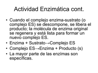 Actividad Enzimática cont. Cuando el complejo enzima-sustrato (o complejo ES) se descompone, se libera el producto; la molécula de enzima original se regenera y está lista para formar un nuevo complejo ES. Enzima + Sustrato ->Complejo ES Complejo ES->Enzima + Producto (s) La mayor parte de las enzímas son específicas. 