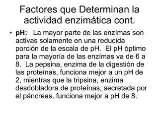 Factores que Determinan la actividad enzimática cont. pH:  La mayor parte de las enzímas son activas solamente en una reducida porción de la escala de pH.  El pH óptimo para la mayoría de las enzímas va de 6 a 8.  La pepsina, enzima de la digestión de las proteínas, funciona mejor a un pH de 2, mientras que la tripsina, enzima desdobladora de proteínas, secretada por el páncreas, funciona mejor a pH de 8. 