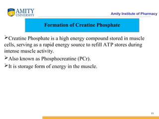 Energetic Formation and Role of ATP , BMR, Creatine Phosphate | PPT