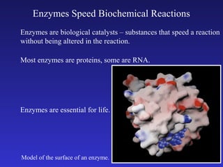 Enzymes Speed Biochemical Reactions
Enzymes are biological catalysts – substances that speed a reaction
without being altered in the reaction.

Most enzymes are proteins, some are RNA.




Enzymes are essential for life.




Model of the surface of an enzyme.
 