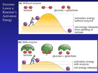 Enzymes
Lower a
Reaction’s
Activation
Energy
 