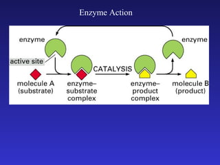 Enzyme Action
 