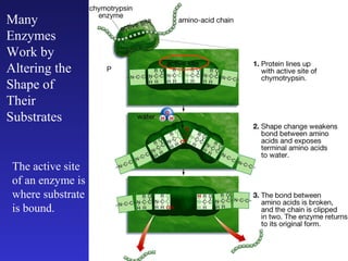 Many
Enzymes
Work by
Altering the
Shape of
Their
Substrates


 The active site
 of an enzyme is
 where substrate
 is bound.
 
