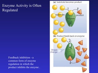 Enzyme Activity is Often
Regulated




   Feedback inhibition - a
   common form of enzyme
   regulation in which the
   product inhibits the enzyme .
 