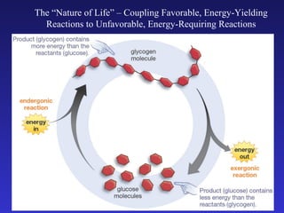 The “Nature of Life” – Coupling Favorable, Energy-Yielding
  Reactions to Unfavorable, Energy-Requiring Reactions
 