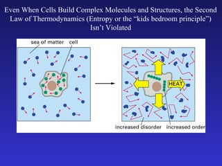 Even When Cells Build Complex Molecules and Structures, the Second
 Law of Thermodynamics (Entropy or the “kids bedroom principle”)
                         Isn’t Violated
 