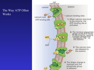 The Way ATP Often
Works
 
