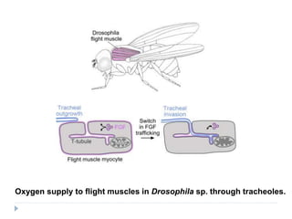 Oxygen supply to flight muscles in Drosophila sp. through tracheoles.
 