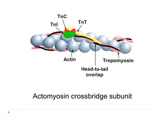 Actomyosin crossbridge subunit
 