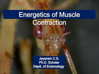 Energetics of muscle contraction | PPTX
