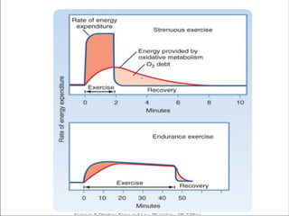 energetics of Muscle contraction.pptx | Biological Sciences | Science