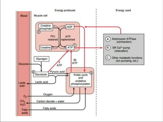 energetics of Muscle contraction.pptx