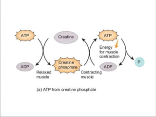 energetics of Muscle contraction.pptx