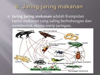  Jaring jaring makanan adalah Kumpulan
rantai makanan yang saling berhubungan dan
membentuk skema mirip jaringan.
 
