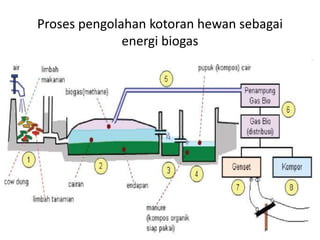 Proses pengolahan kotoran hewan sebagai
energi biogas
 