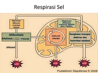 Respirasi Sel
 