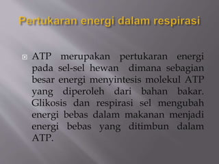  ATP merupakan pertukaran energi
pada sel-sel hewan dimana sebagian
besar energi menyintesis molekul ATP
yang diperoleh dari bahan bakar.
Glikosis dan respirasi sel mengubah
energi bebas dalam makanan menjadi
energi bebas yang ditimbun dalam
ATP.
 