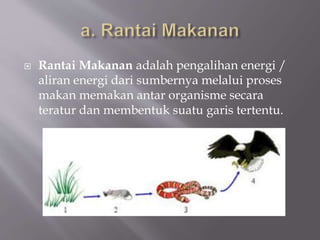  Rantai Makanan adalah pengalihan energi /
aliran energi dari sumbernya melalui proses
makan memakan antar organisme secara
teratur dan membentuk suatu garis tertentu.
 