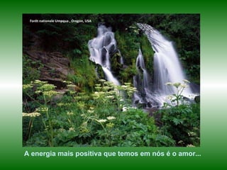 Forêt nationale Umpqua , Oregon, USA A energia mais positiva que temos em nós é o amor... 