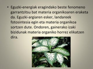 • Eguzki-energiak eragindako beste fenomeno
garrantzitsu bat materia organikoaren eraketa
da. Eguzki-argiaren esker, landareek
fotosintesia egin eta materia organikoa
sortzen dute. Ondoren, gainerako izaki
bizidunak materia organiko horrez elikatzen
dira.
 