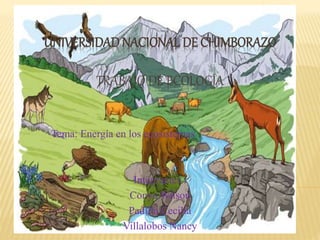 UNIVERSIDADNACIONAL DE CHIMBORAZO
TRABAJO DE ECOLOGÍA
Tema: Energía en los ecosistemas
Integrantes :
Conya Wilson
Padilla Cecilia
Villalobos Nancy
 