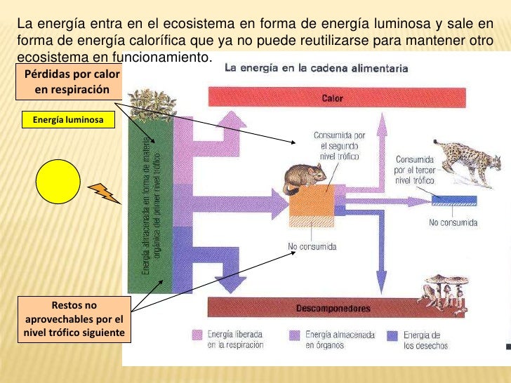 Que Es La Energía En Biología