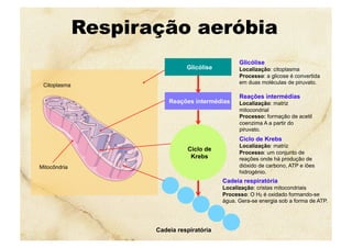 Respiração aeróbia
Citoplasma
Mitocôndria
Cadeia respiratória
Localização: cristas mitocondriais
Processo: O H2 é oxidado formando-se
água. Gera-se energia sob a forma de ATP.
Cadeia respiratória
Ciclo de
Krebs
Ciclo de Krebs
Localização: matriz
Processo: um conjunto de
reações onde há produção de
dióxido de carbono, ATP e iões
hidrogénio.
Reações intermédias
Localização: matriz
mitocondrial
Processo: formação de acetil
coenzima A a partir do
piruvato.
Reações intermédias
Glicólise
Glicólise
Localização: citoplasma
Processo: a glicose é convertida
em duas moléculas de piruvato.
 